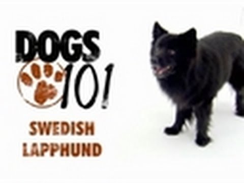 Dogs 101 - Swedish Lapphund