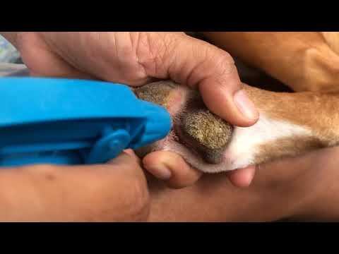 Removing canine hyperkeratosis