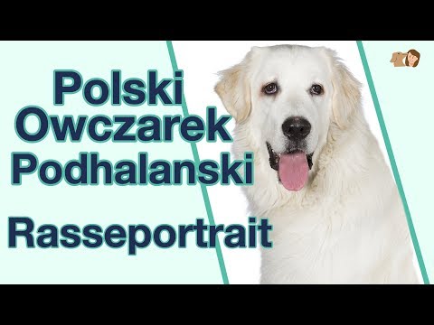 Polski Owczarek Podhalanski Rasseportrait | Süße Eisbären Hunderasse?