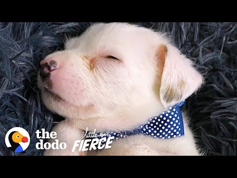 Tiniest Abandoned Puppy Is Found In A Box On The Curb | The Dodo Little But Fierce