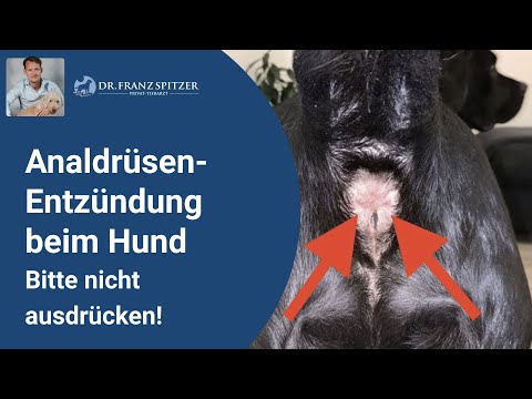 Entzündungen der Analdrüsen beim Hund - bitte NICHT ausdrücken!