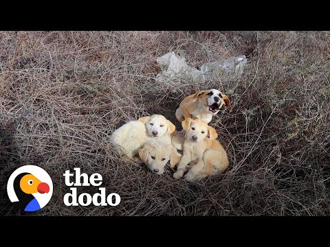 Couple Won&#039;t Give Up Trying To Catch Stray Puppy | The Dodo Faith = Restored