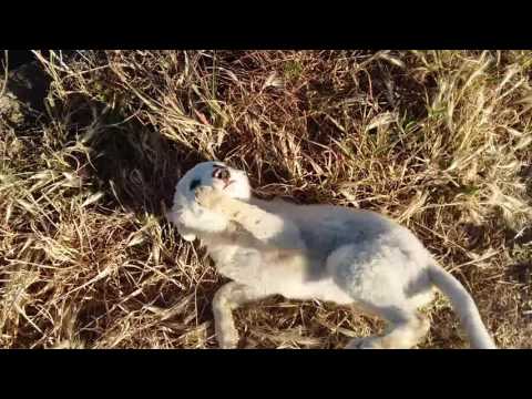 homeless dog i find in the fields reaction