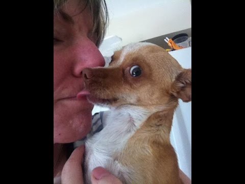 Incredible Before &amp; After Dog Rescue: Sunshine The Chihuahua