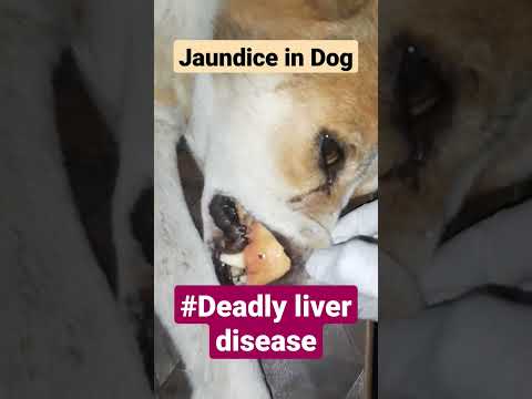 Liver Failure in dog # Jaundice in dogs