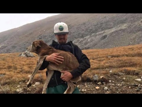 Dog Lost During Mountain Hike Reunites With Owner 6 Weeks Later