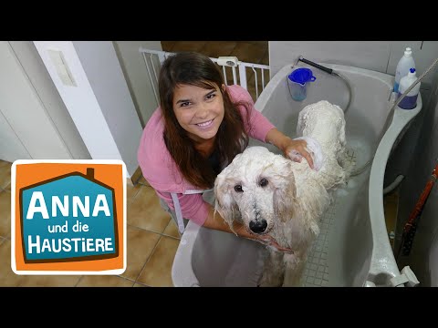 Ein Tag beim Hundefriseur | Information für Kinder | Anna und die Haustiere