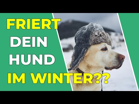 Wann ist ein Hundemantel sinnvoll? Können Hunde im Winter frieren? (Tierarzt klärt auf)