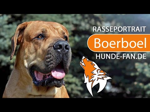 ► Boerboel [2019] Rasse, Aussehen &amp; Charakter