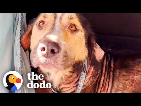 Stray Dog Chooses His Family By Jumping Into Their Car | The Dodo