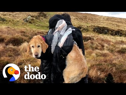 Lost, Freezing Dog Gets Carried 6 Miles Down A Mountain | The Dodo