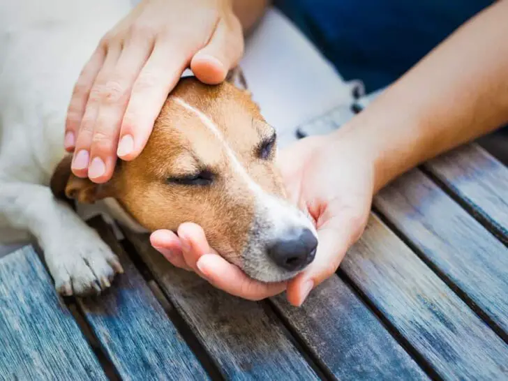 Analdrüsenentzündung beim Hund – was ist zu tun?