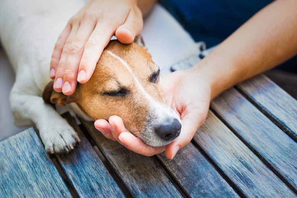 Grasmilben bei Hunden erkennen &amp; behandeln