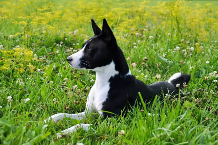 Lungenwürmer beim Hund –  im Anfangsstadium oft nicht erkannt