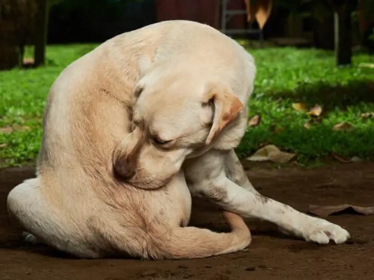 Grasmilben bei Hunden – erkennen & behandeln
