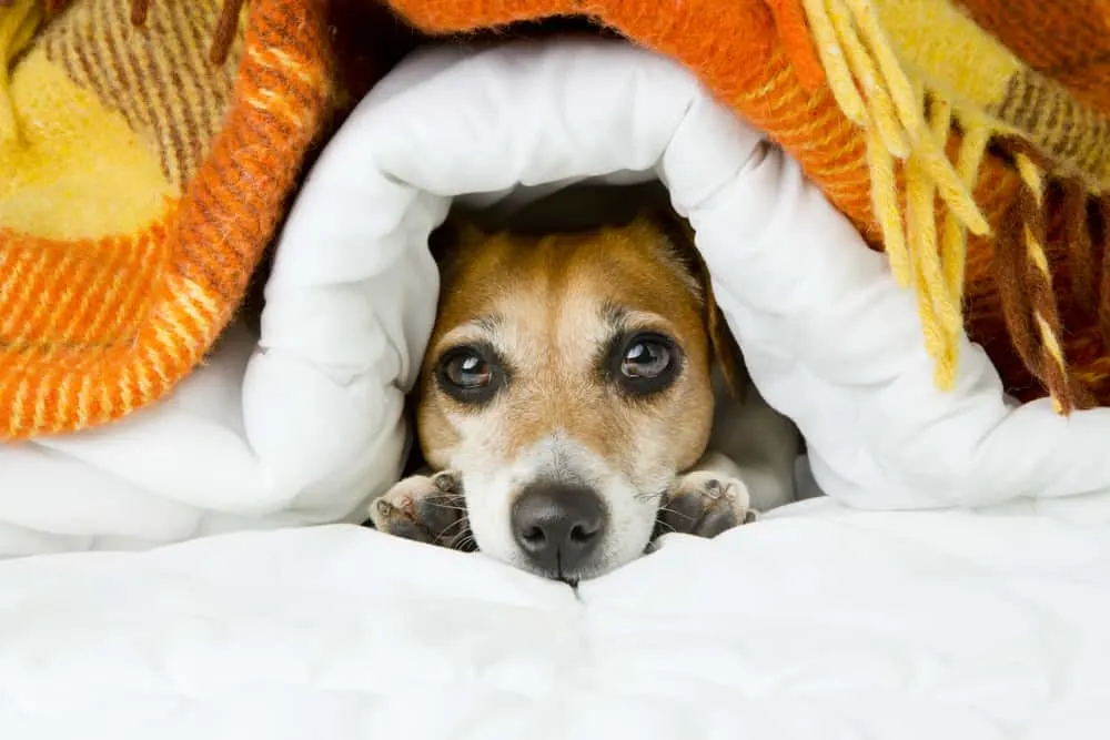 udstrømning sprede Afdeling Baldrian für Hunde - das natürliche Beruhigungsmittel