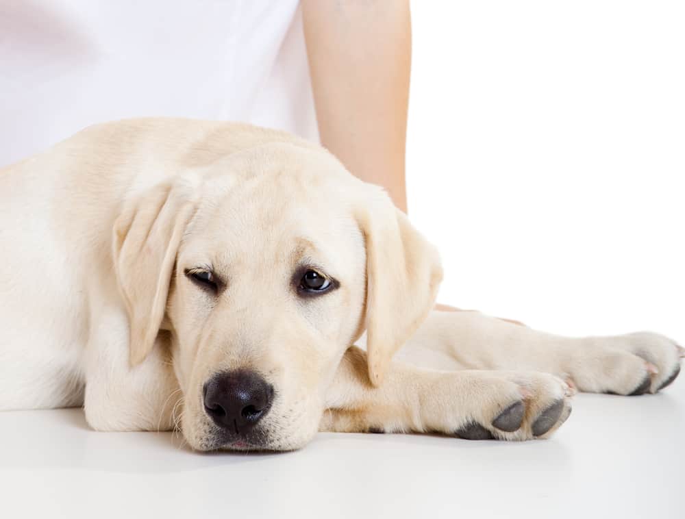 Räude beim Hund – rechtzeitig erkennen und richtig behandeln