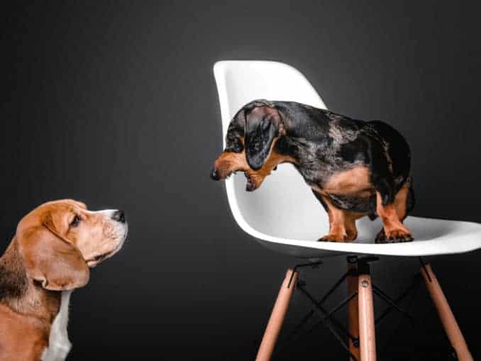 Hund bellt Besuch an 7 praktische Tipps