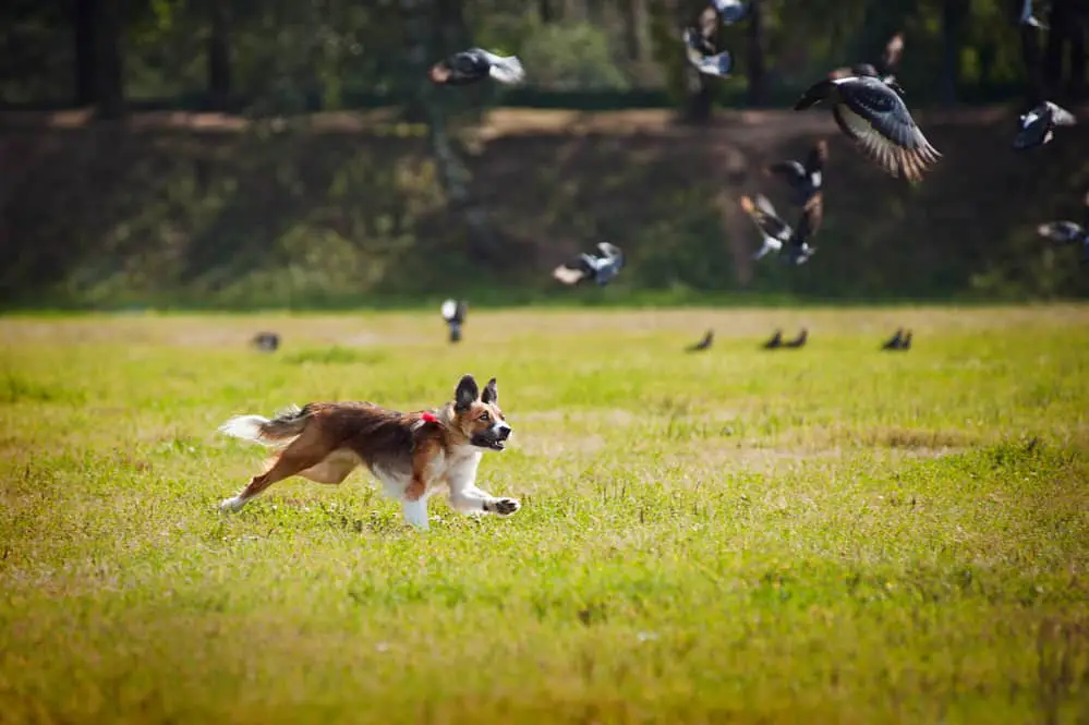 antijagdtraining - hund jagt eine schar vögel