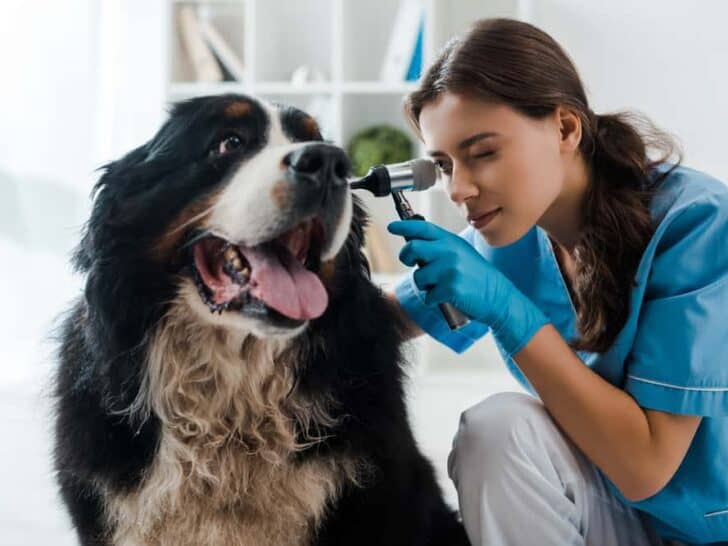Ohrmilben beim Hund – wenn’s juckt im Ohr