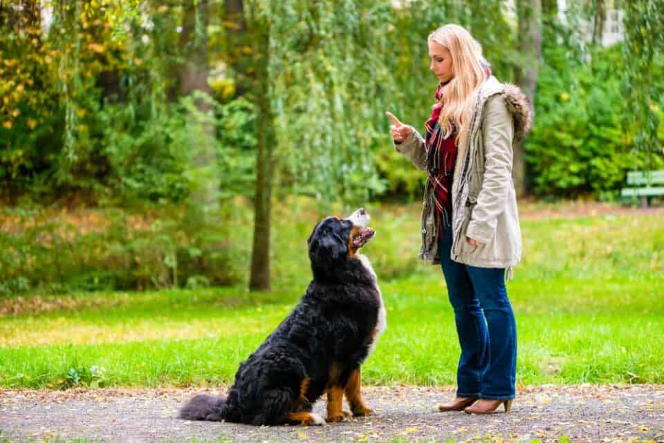 Hund Bellt Bei Jedem Geräusch Im Treppenhaus Hund bellt, wenn er allein ist - 8 Tipps für mehr Ruhe