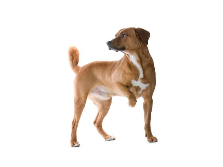 Österreichischer Pinscher
