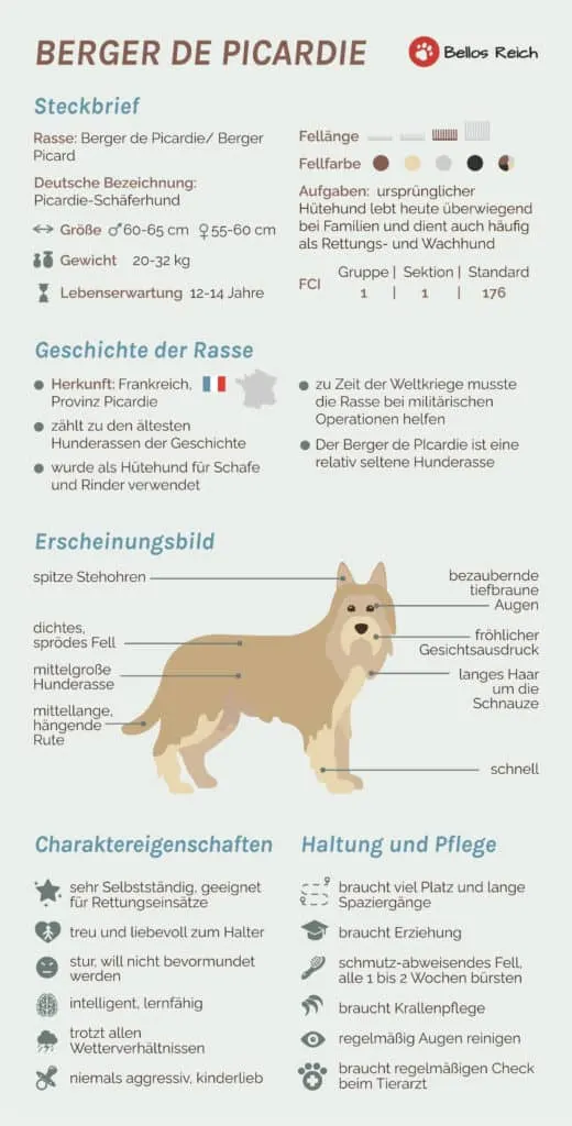 Berger De Picardie Infografik