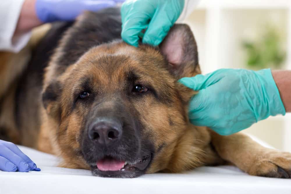 Blutohr beim Hund - Arzt untersucht das Ohr