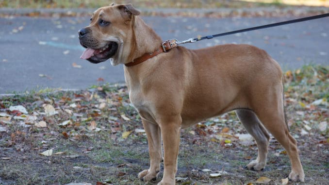 Ca de Bou - Mallorca Dogge Ca de Bou - Mallorca Dogge