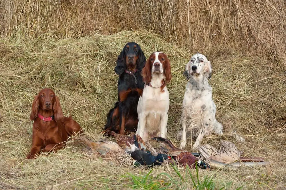 English Setter nach der Vogeljagd