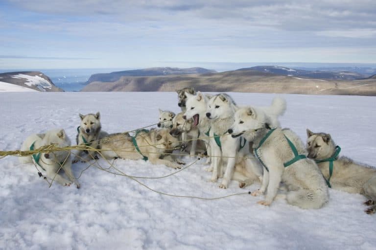 Grönlandhund Charakter, Haltung &amp; Pflege