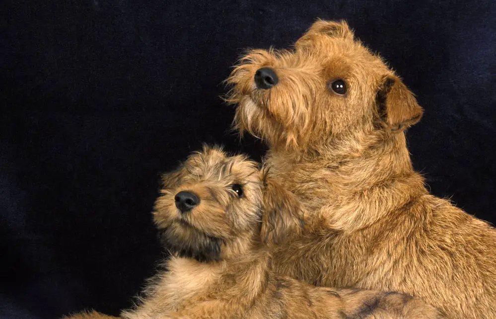 Irish Terrier Mutter und Welpe