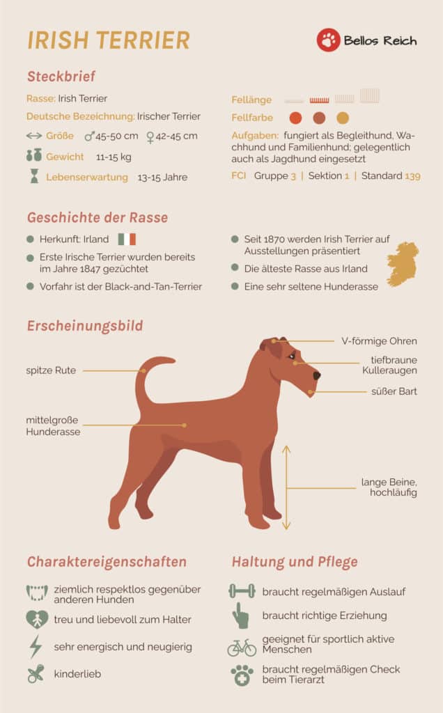 Irish Terrier Infografik
