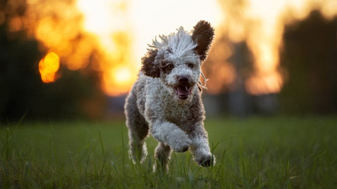 Spanischer Wasserhund rennt Spanischer Wasserhund rennt