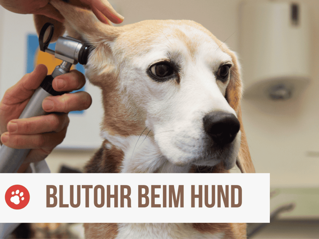 Blutohr Beim Hund Selbst Behandeln bellos-reich.de