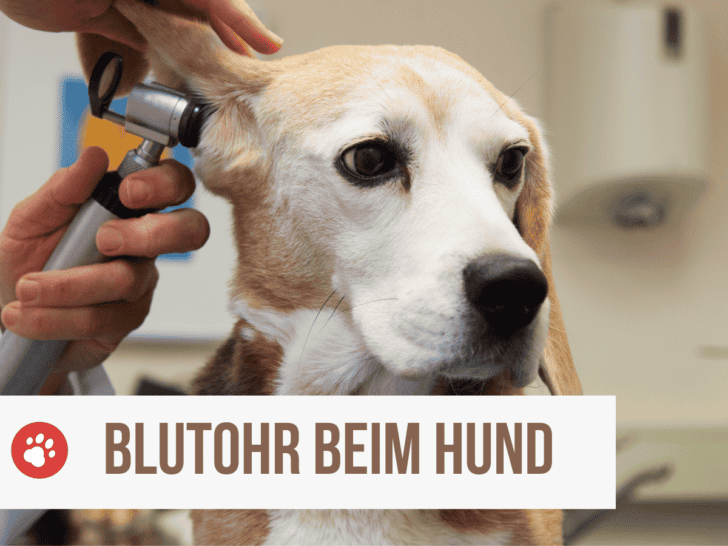 Blutohr beim Hund | Othämatom: Ursachen und Behandlung