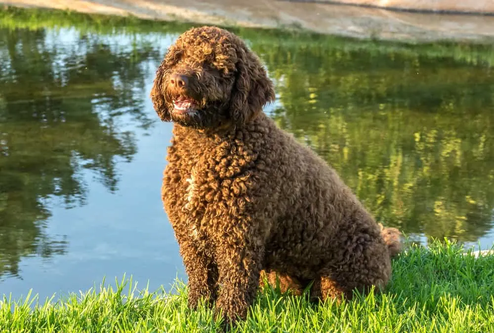 brauner Spanischer Wasserhund