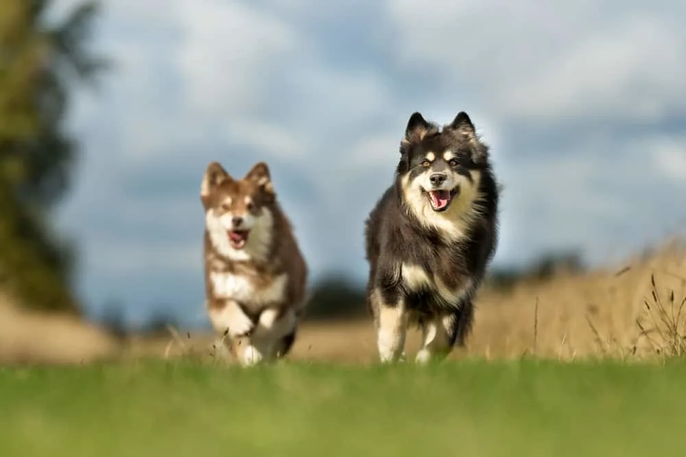 Zwei Finnische Lapphunde