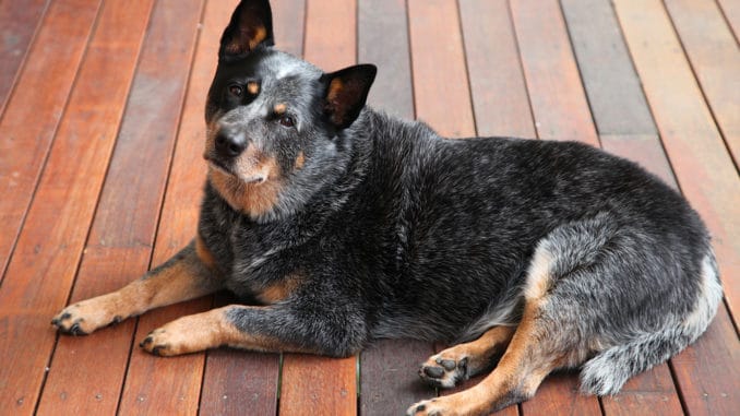 Australian Cattle Dog Australian Cattle Dog