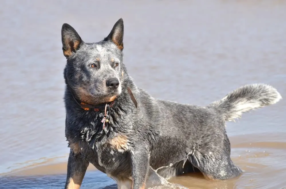 Australian Cattle Dog im Wasser