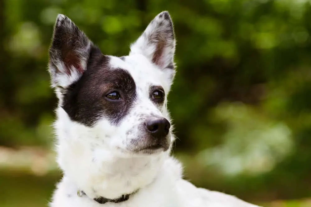 Blue Heeler