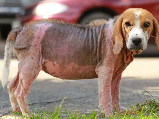 Milben beim Hund erkennen, behandeln, verhindern