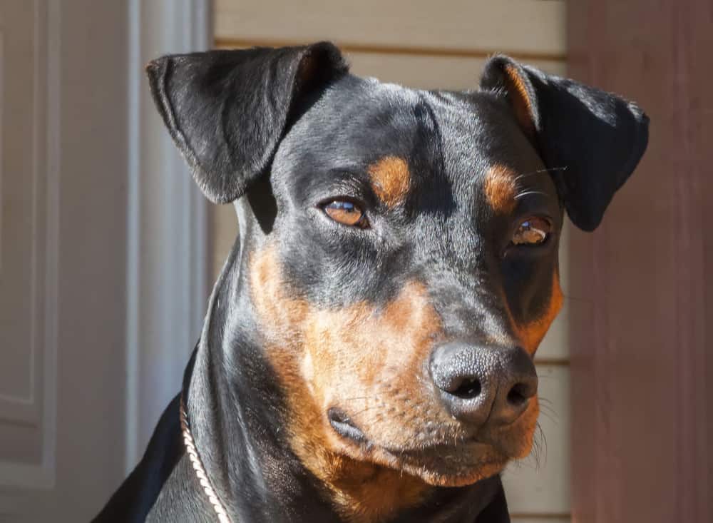 Deutscher Pinscher Nahaufnahme