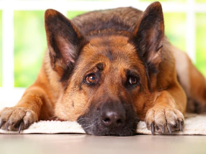 Demodex Milben beim Hund erkennen, behandeln, verhindern