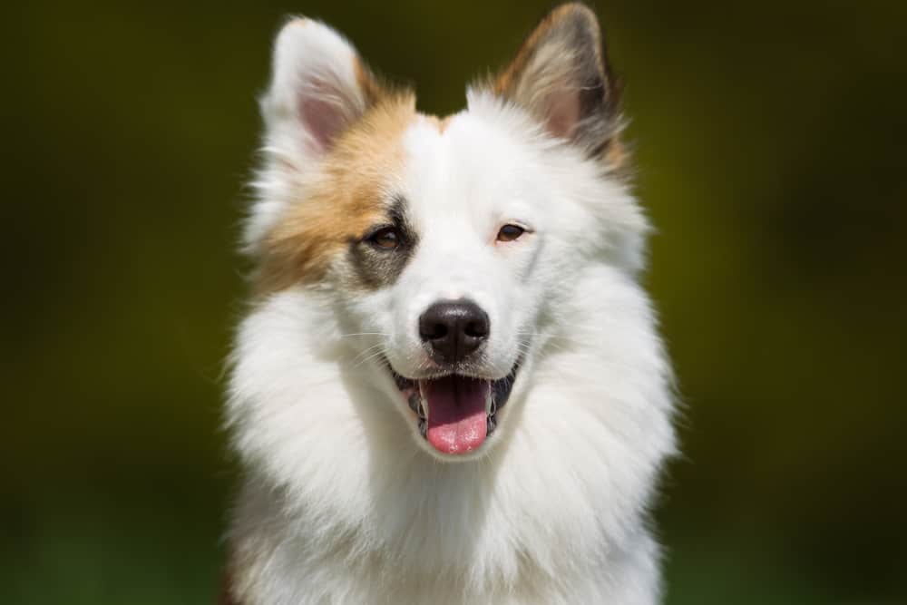 weißer Islandhund