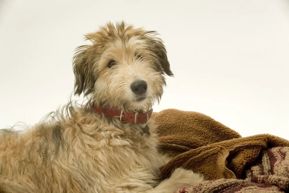 Lurcher Welpe liegend