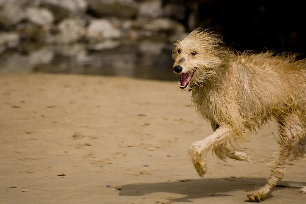 nasser Lurcher rennt