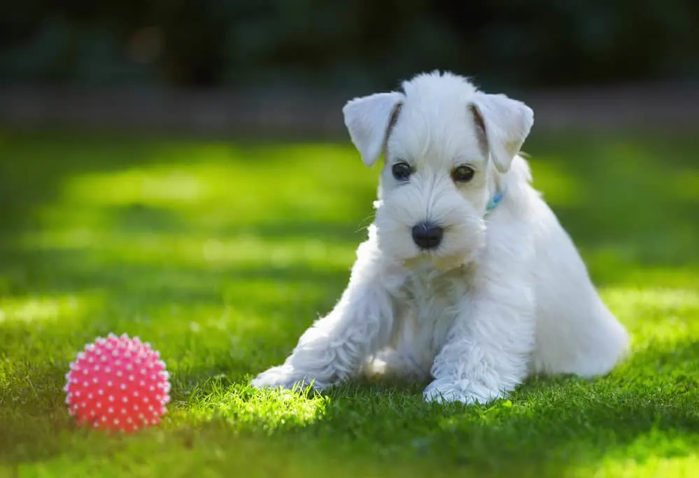 Mittelschnauzer Welpe