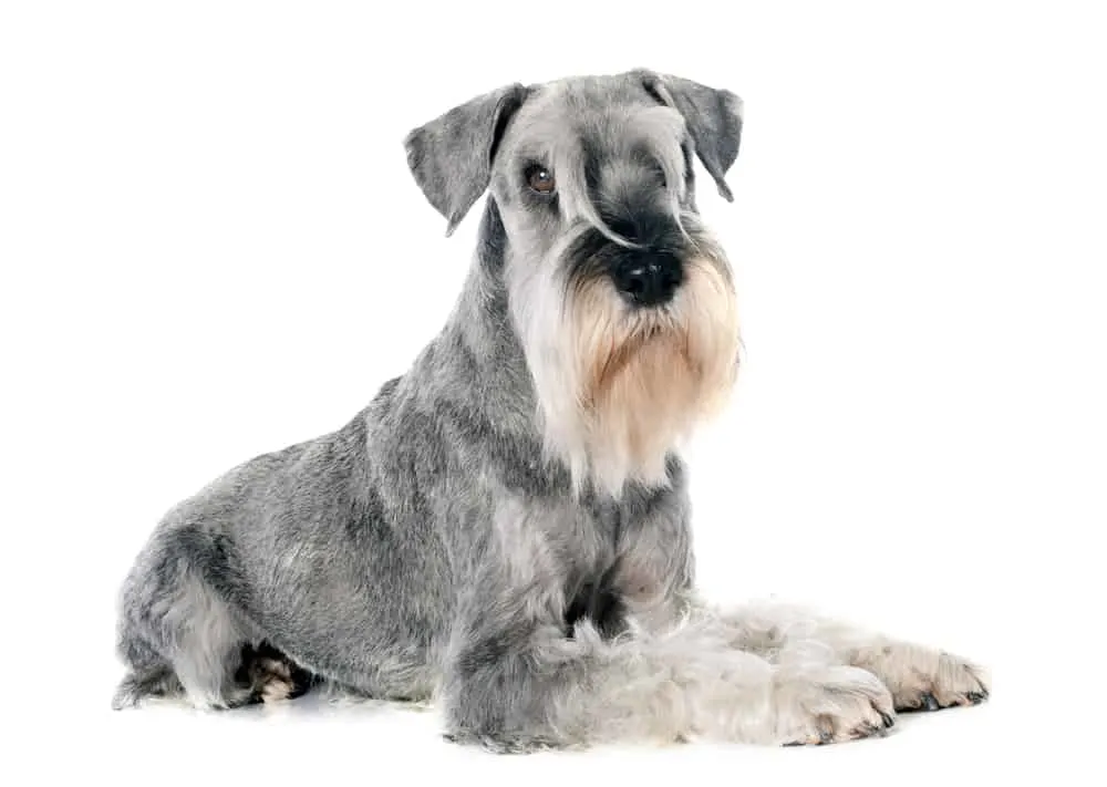 Mittelschnauzer