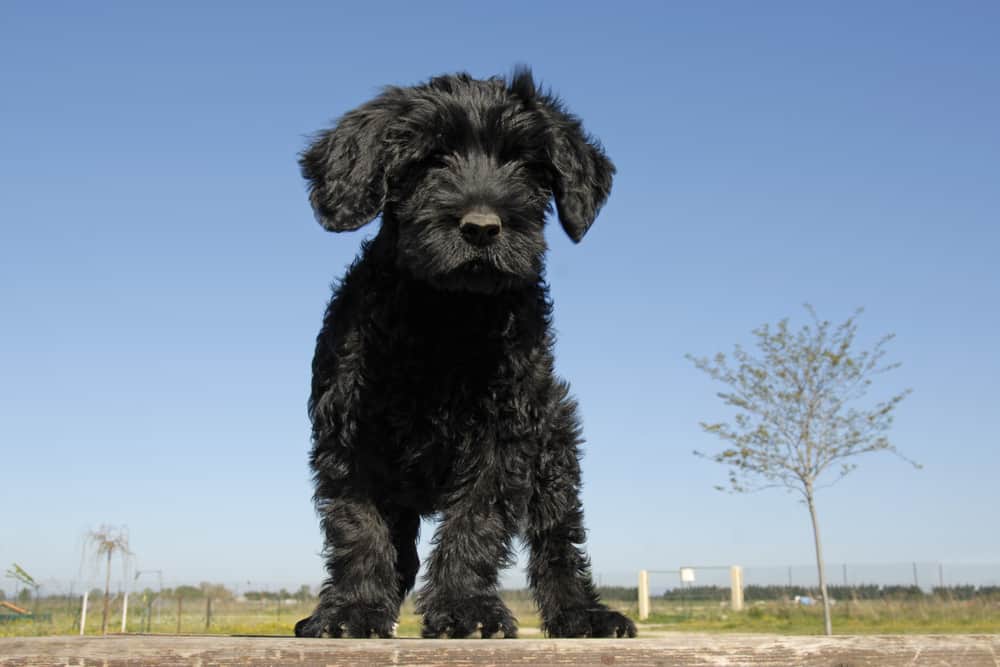 Portugiesischer Wasserhund Charakter Haltung Pflege